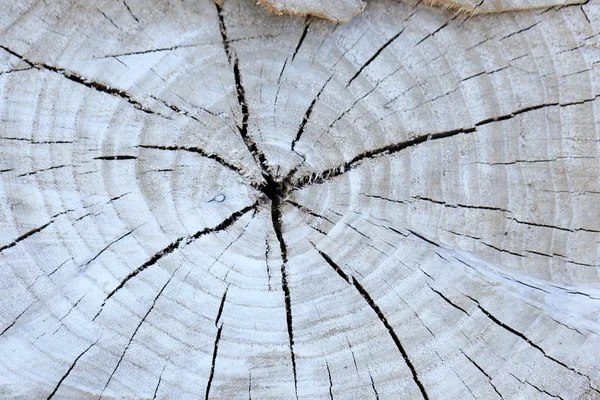 Drewniane tekstury pniu drzewa — Zdjęcie stockowe