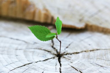 Güzel fide Merkezi bagaja büyüyen