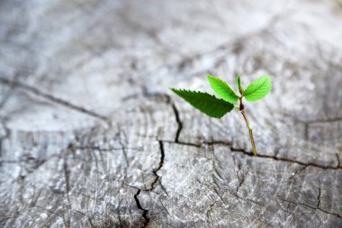 Güzel fide Merkezi bagaja büyüyen
