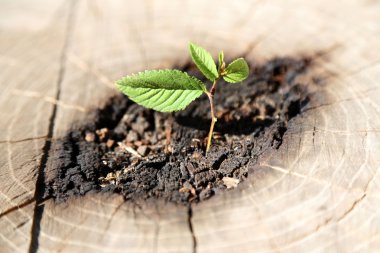 Güzel fide Merkezi bagaja büyüyen