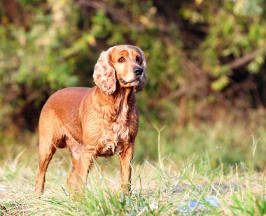 Parkta Spaniel köpek