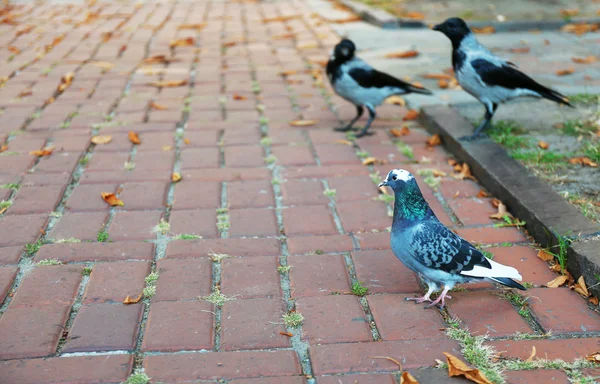 Pigeon and gray crows eating bread crumbs — Stock Photo, Image