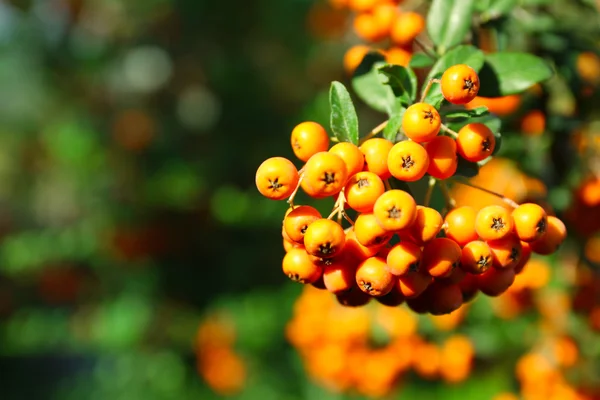 Orange ashberries with leaves — Stock Photo, Image