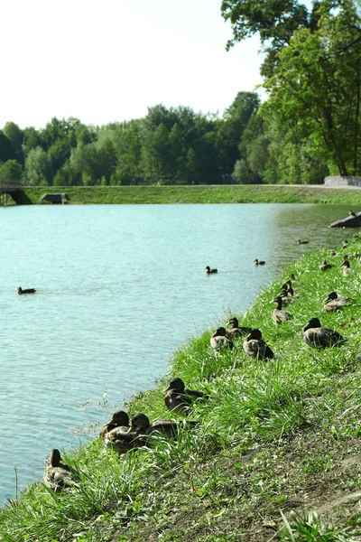 Paysage vert de parc de ville — Photo