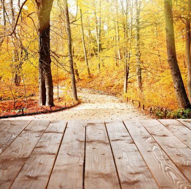 Sonbahar ormanında güneş ışığı.