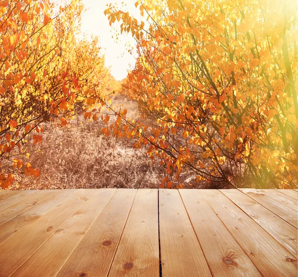 秋の森の陽射し — ストック写真