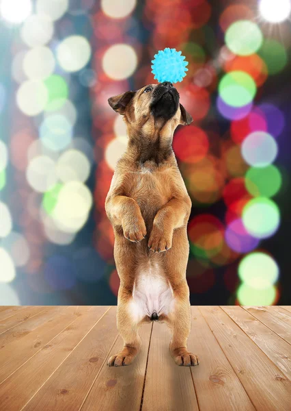 Leuke hond in het circus — Stockfoto