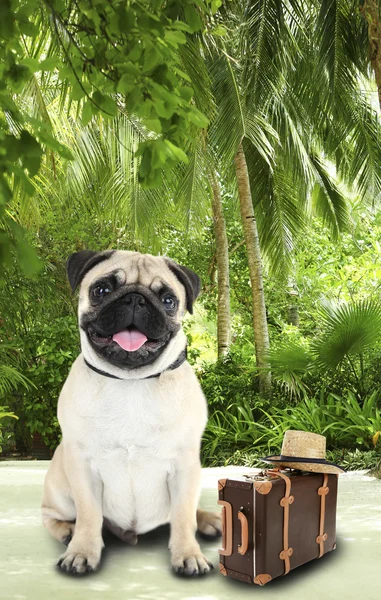 Смішна собака туристичні — стокове фото