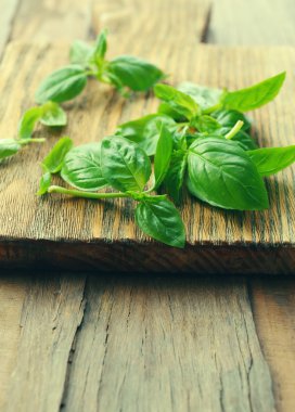 Yeşil taze fesleğen