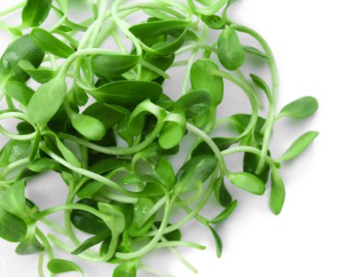 Yeşil genç ayçiçeği lahanası yakın çekim