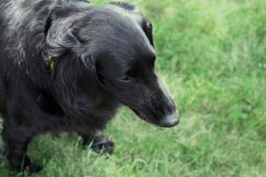 Büyük siyah köpek portresi