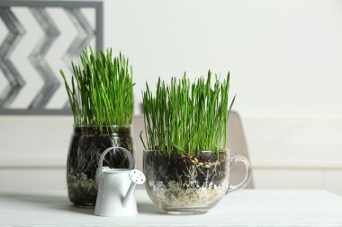 tencere taze yeşil çim ile 