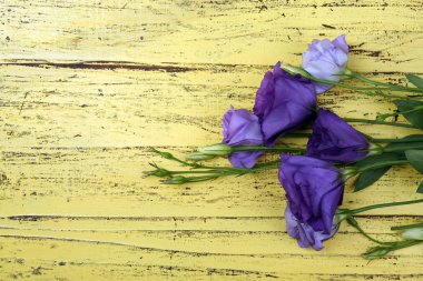 Güzel eustoma arka plan