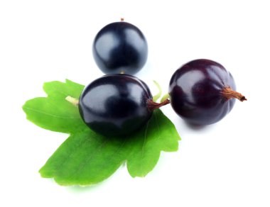 Beyaz izole yeşil yaprakları ile vahşi Siyah frenk üzümü