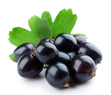 Beyaz izole yeşil yaprakları ile vahşi Siyah frenk üzümü