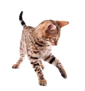 Güzel Bengal yavru kedi