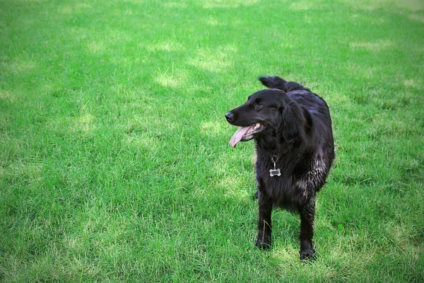 Lekfull stor svart hund utomhus — Stockfoto