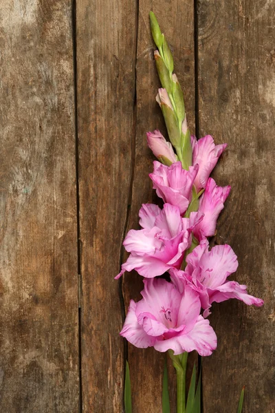 Mooie gladiolen op houten achtergrond — Stockfoto