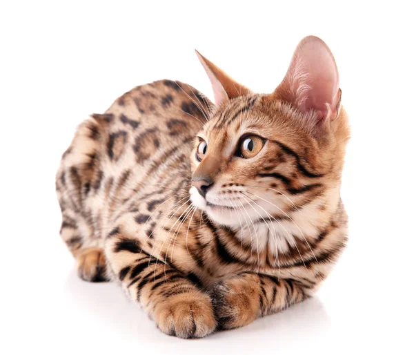Vackra Bengal kattunge — Stockfoto