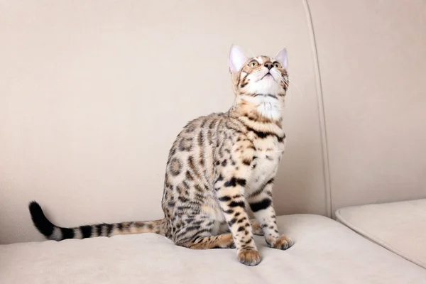 Kaunis Bengal kissanpentu — kuvapankkivalokuva