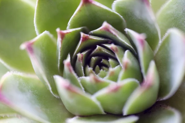 Hermosa planta suculenta — Foto de Stock