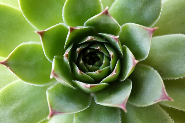 Bella pianta succulenta — Foto Stock