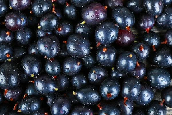 Heap of wild black currant close up — Stock Photo, Image