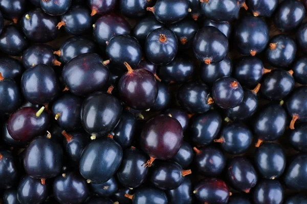 Heap of wild black currant close up — Stock Photo, Image
