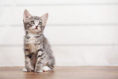 Katta şirin gri kedicik