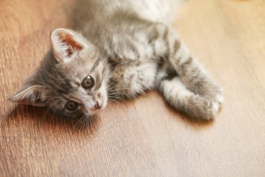 Katta şirin gri kedicik