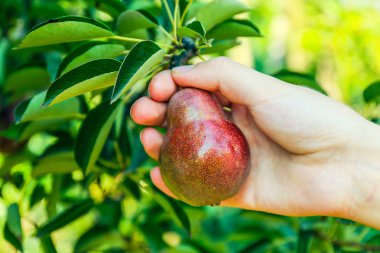 El malzeme çekme armut 