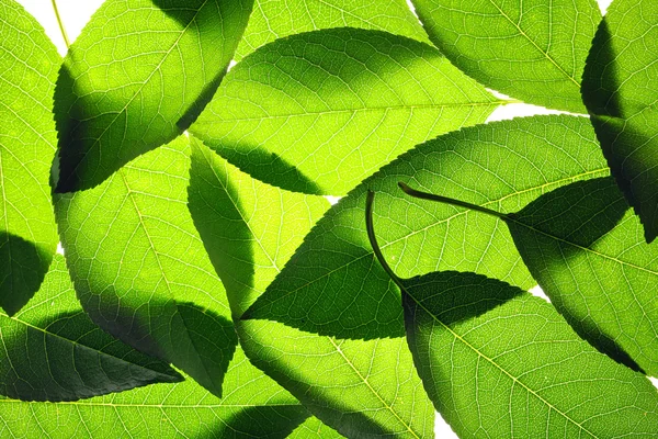 Folhas verdes fundo — Fotografia de Stock