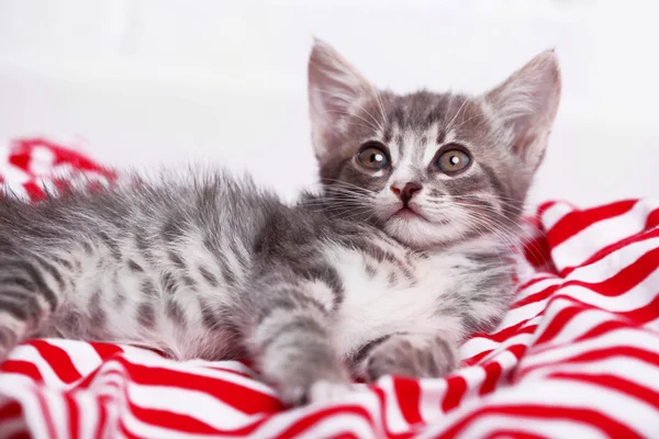 Cute gray kitten on carpet — Stock Photo, Image