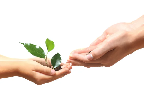 Terre et plante verte dans les mains — Photo