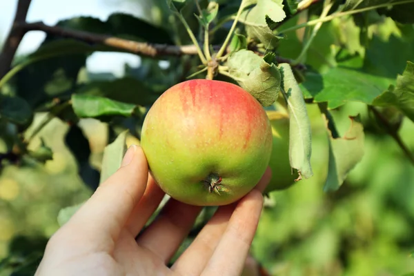 Γυναικείο χέρι picking μήλο — Φωτογραφία Αρχείου