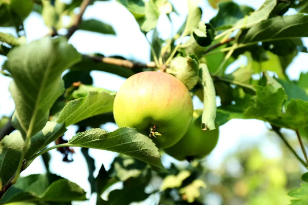 Tak van apple boom close-up — Stockfoto