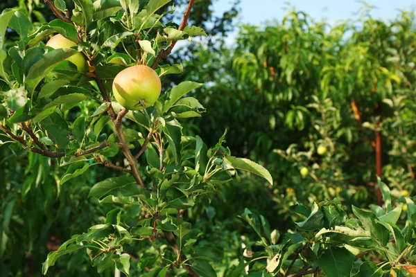 Gałąź z drzewa jabłko zbliżenie — Zdjęcie stockowe