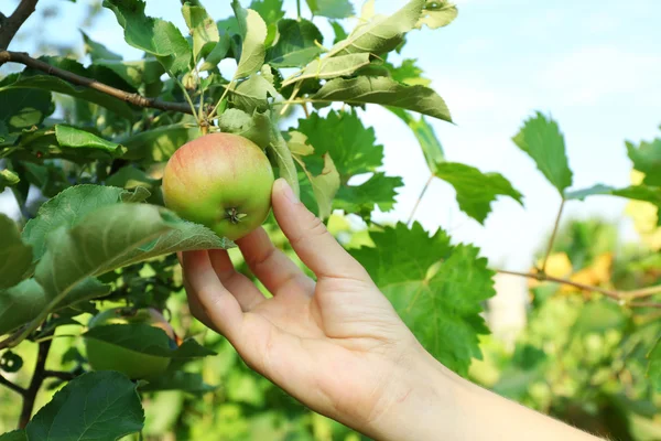 Femme cueillette à la main pomme de l'arbre — Photo