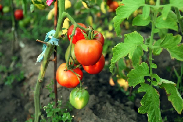 Tomatoes growing in garden — Stock Photo, Image