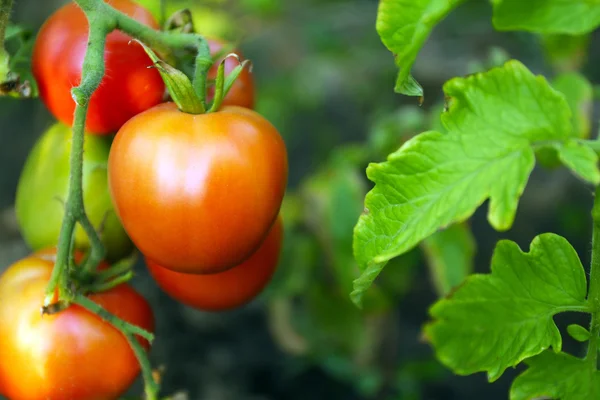 Tomates que crecen en el jardín — Foto de Stock