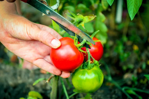 Female hand cutting tomato — Stock Photo, Image