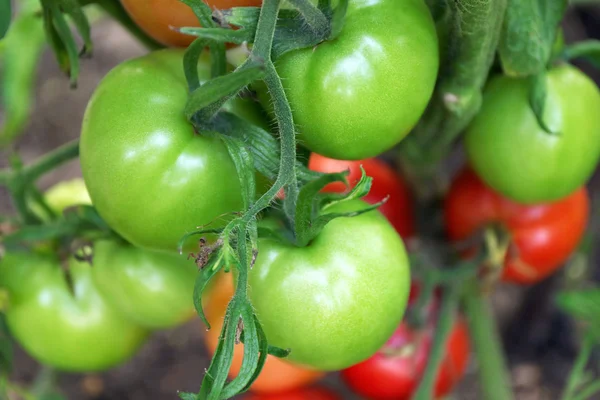 Tomates poussant dans le jardin — Photo