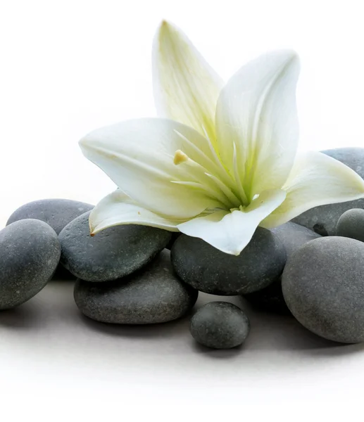 Spa stones with flower isolated on white — Stock Photo, Image