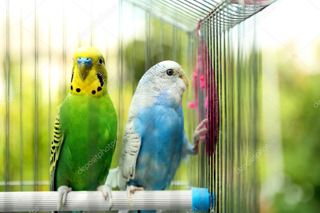 Cute colorful budgies