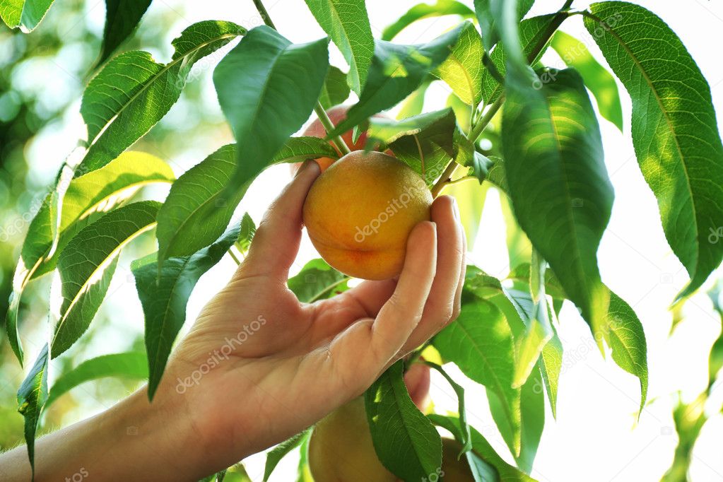 Female hand picking peach — Stock Photo © belchonock 87133358