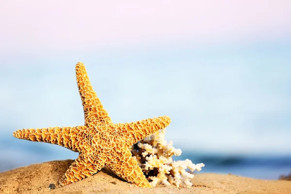 Mooie zeester op zandstrand — Stockfoto