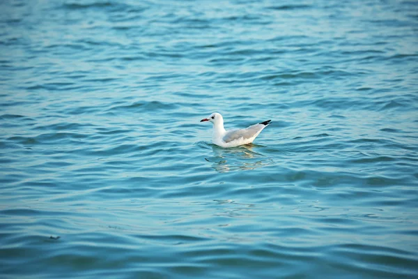 海面上的海鸥 — 图库照片