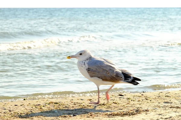 Divertente gabbiano sulla riva del mare — Foto Stock