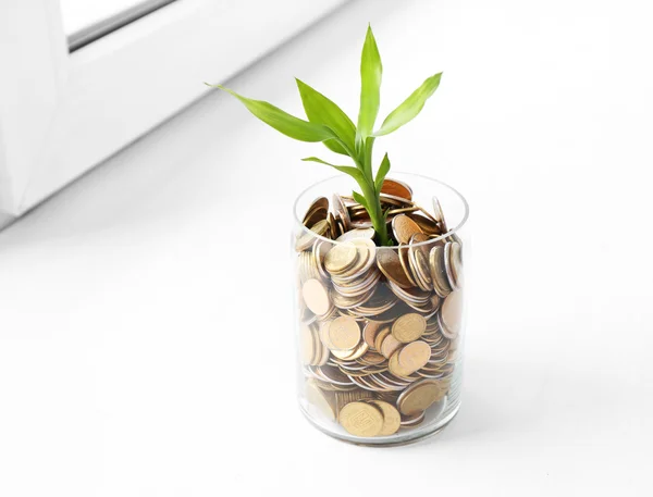 Roślina rośnie w monety — Zdjęcie stockowe