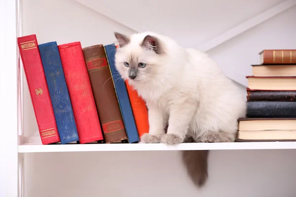 Cute little cat on shelf with books — Stock Photo, Image